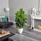 5ft. Large Leaf Philodendron Plant in White Oval Planter